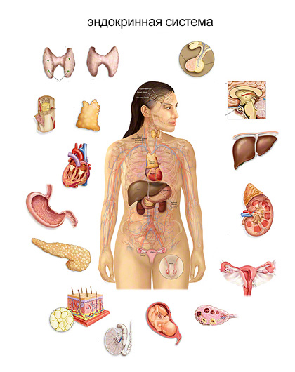 Эндокринная система осуществляет регуляцию функций внутренних органов гормонами