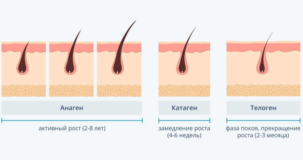 Фазы роста волос