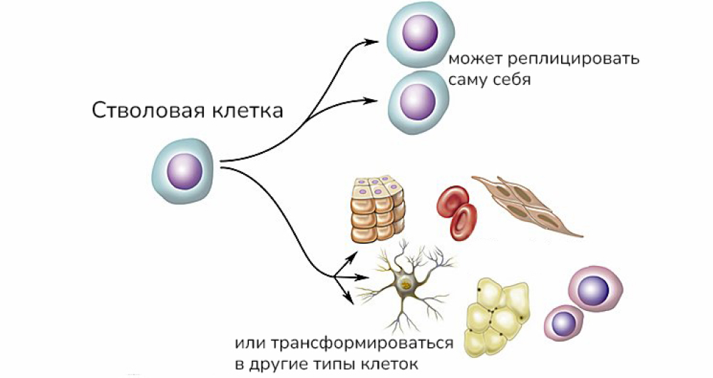 Стволовые клетки могут трансформироваться в другие типы клеток или делиться